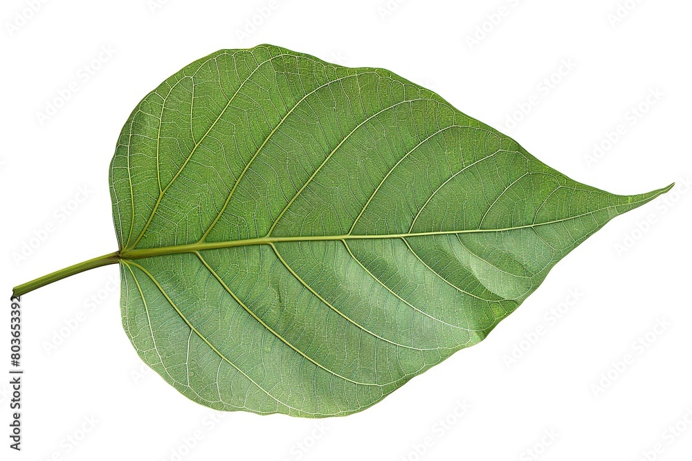 Fototapeta premium Bodhi leaf, isolated on white