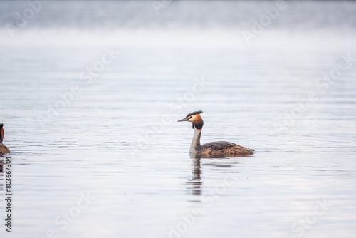 The waterfowl bird Great Crested Grebe swimming in the calm lake