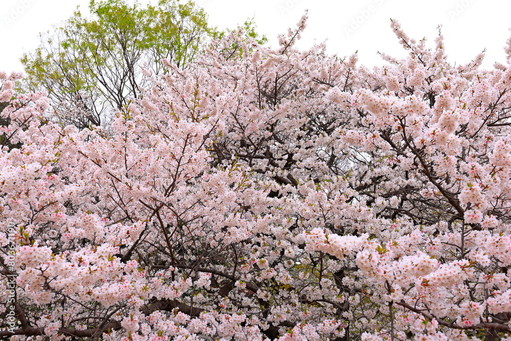 Obraz premium Shinjuku Gyoen National Garden with spring cherry blossom (sakura) in Shinjuku City, Tokyo, japan