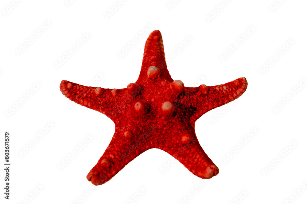 Red starfish on a white background. Close-up. Red starfish on a white background. Close-up.