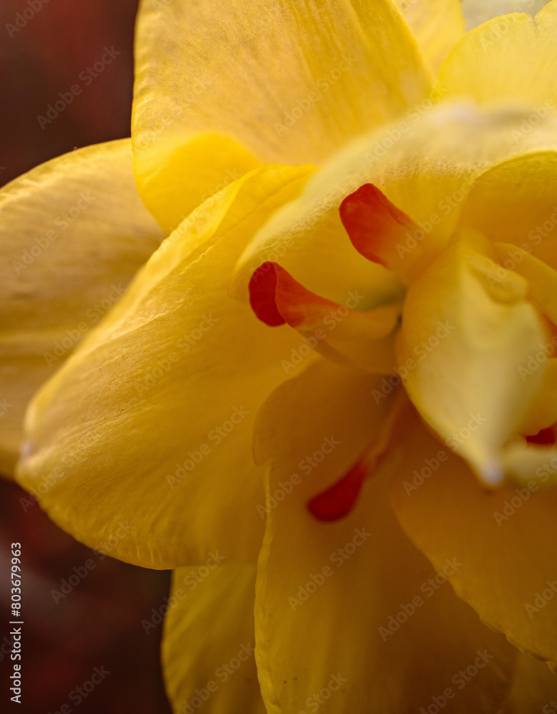 A close-up of a single, double-daffodil with small orange petals