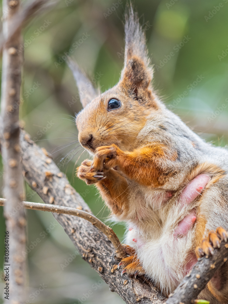 Fototapeta premium The squirrel with nut sits on a branches in the spring or summer.