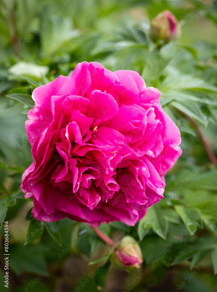 Close-up of a large bright pink heirloom rose in a garden Close-up of a large bright pink heirloom rose in a garden