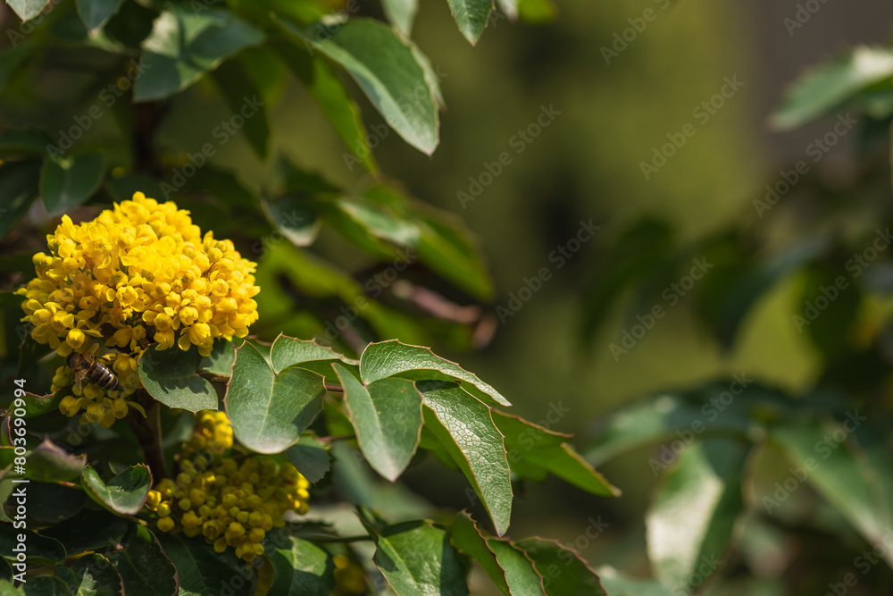 Yellow bright flowers of MAHONIA AQUIFOLIUM. Evergreen perennial in the garden.Place for text. Yellow bright flowers of MAHONIA AQUIFOLIUM. Evergreen perennial in the garden.Place for text.