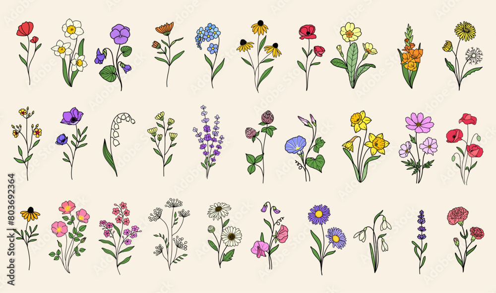 Set 30 wildflower vectors, minimalist flower doodle