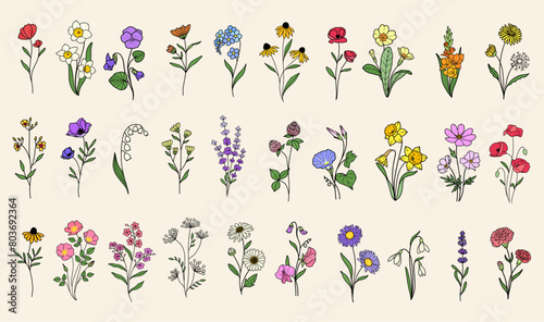 Set 30 wildflower vectors  minimalist flower doodle