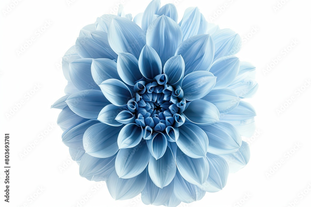 Light blue flower on a white background isolated with clipping path Closeup big shaggy flower for design Dahlia