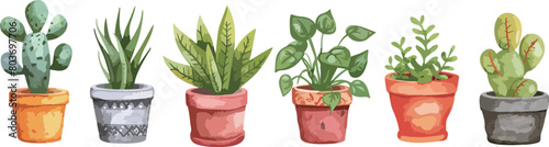 Colorful Indoor Plant Collection