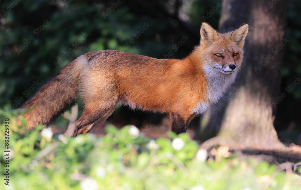 Fototapeta premium Red fox portrait close-up with green foreground