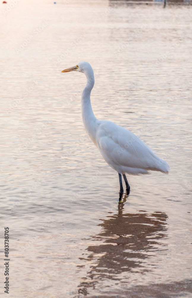 Great egret (Ardea alba), a medium-sized white heron fishing on the sea beach Great egret (Ardea alba), a medium-sized white heron fishing on the sea beach