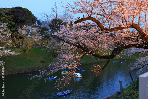 Chidorigafuchi Park with spring cherry blossom (sakura) in Chiyoda City, Tokyo, japan