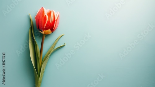 Vibrant red tulip flower on mint green background