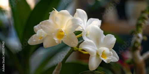 Elegant white orchid flowers in bloom