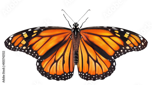 Monarch butterfly with its wings spread in isolated on transparent background © Pungu x