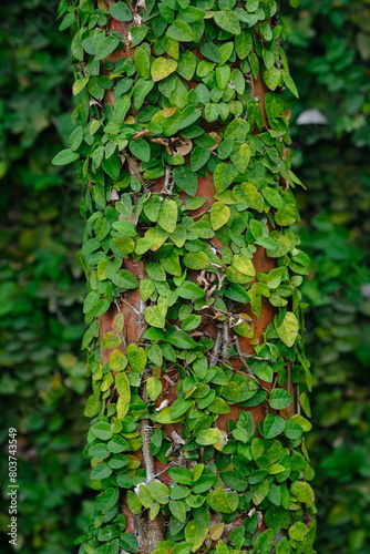 Dollar creeper is a species of climbing plant originating from the Genus ficus. Creeping fig. Ficus pumila.