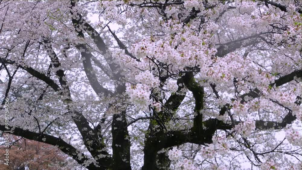 Cherry blossoms in the rain. Cherry blossom petals are falling towards us. Cherry blossoms in the rain. Cherry blossom petals are falling towards us.