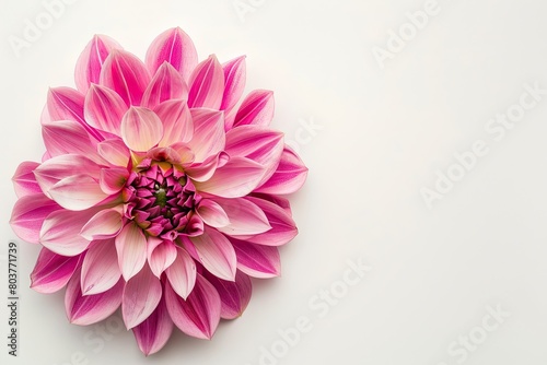 Top view of Dahlia flower on a white background