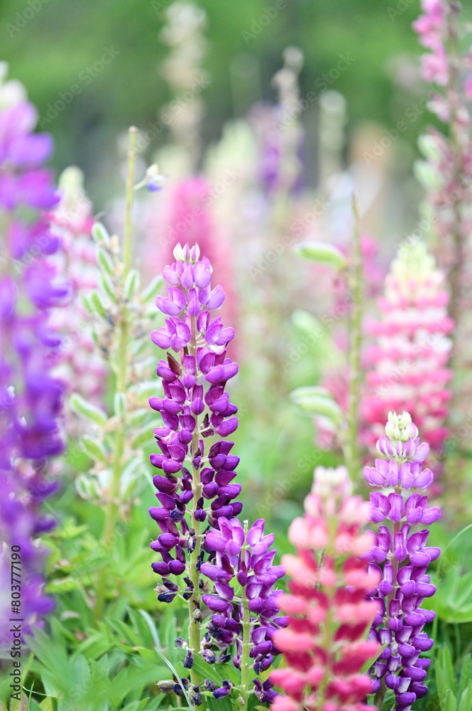 Lupine flowers, bursting with color, add vibrancy to spring gardens. Native to North America, these resilient blooms come in yellow, red, and purple. Their adaptability makes them ideal for planting b Lupine flowers, bursting with color, add vibrancy to spring gardens. Native to North America, these resilient blooms come in yellow, red, and purple. Their adaptability makes them ideal for planting b