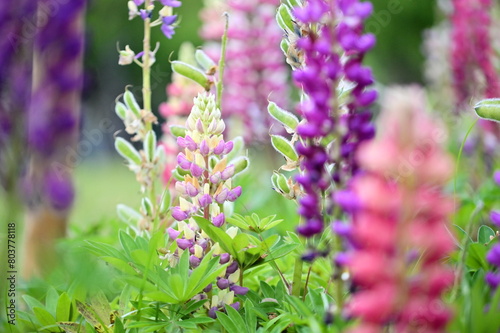 Lupine flowers, bursting with color, add vibrancy to spring gardens. Native to North America, these resilient blooms come in yellow, red, and purple. Their adaptability makes them ideal for planting b