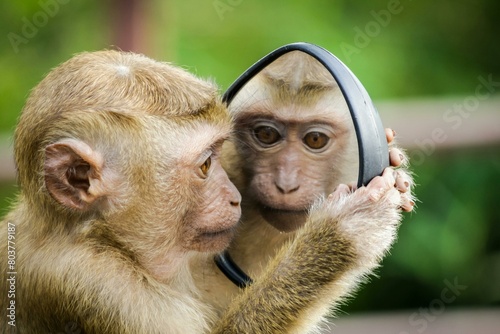 portrait of a macaque photo