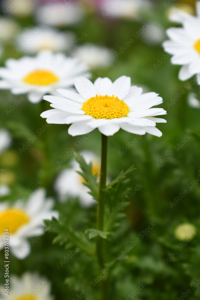 Fototapeta premium Oxeye daisy (Leucanthemum vulgare) blooming in spring, White flowers in the garden closeup, Wild daisy flowers growing on meadow, white chamomiles on green grass background. Oxeye daisy