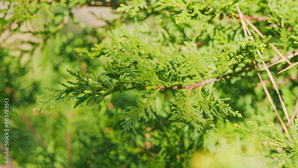 Thuja Trees Are Swaying In The Wind. Green Leaves And Needles Of Coniferous Plant. Selective focus. Thuja Trees Are Swaying In The Wind. Green Leaves And Needles Of Coniferous Plant. Selective focus.