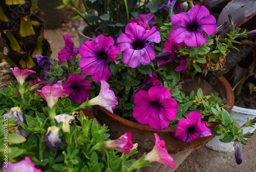 Petunia, Petunias in the tray, Petunia in the pot, purple petunia flower closeup in garden, beautiful flower photograph, spring flower Closeup, Close-up of beautiful flowers blooming in the garden