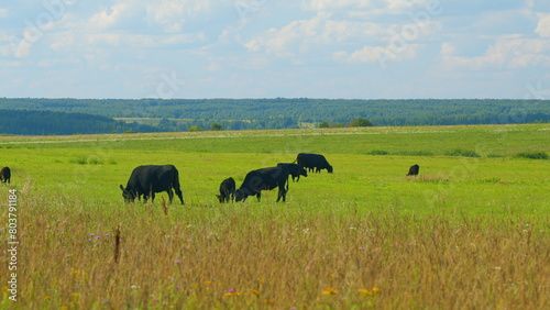 Cattle On Summer Grassland. Cows On A Pasture In Landscape In Summer. Bright Summer Field.
