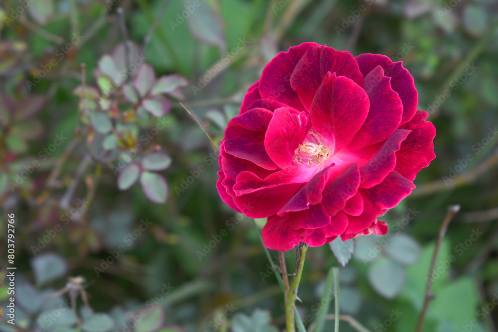 Obraz premium red rose flower closeup in garden, Beautiful blooming red rose in the garden with text space, Nature background