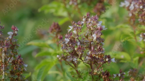 Stingless bee sucking nectar and pollination flower