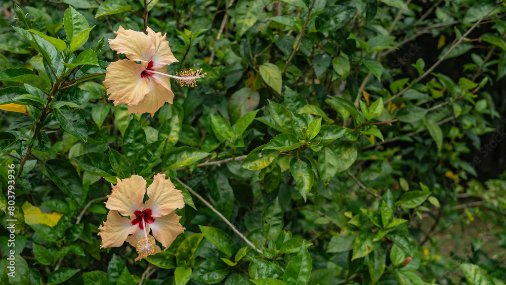 Two beautiful yellow hibiscus flowers on a background of lush green leaves. Buds with elegantly curved petals, a long pistil, and a red center. Close-up. Malaysia. The left side Two beautiful yellow hibiscus flowers on a background of lush green leaves. Buds with elegantly curved petals, a long pistil, and a red center. Close-up. Malaysia. The left side