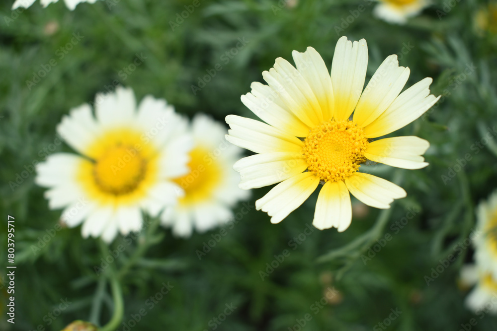 Closeup of beautiful white yellow crown daisy flower closeup, Crown daisy (Glebionis coronaria) in the field close up, white and yellow flower Closeup of beautiful white yellow crown daisy flower closeup, Crown daisy (Glebionis coronaria) in the field close up, white and yellow flower