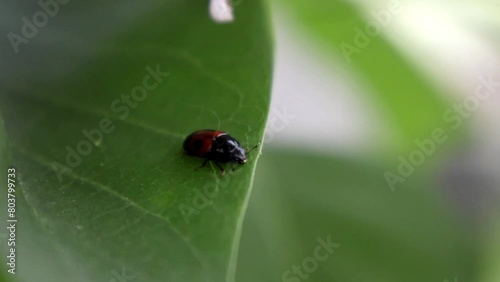 Tiny Treasure Hunter: Sap Beetle on a Green Leaf photo