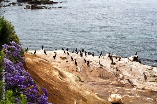 Birds on The Beach