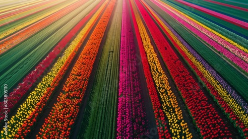 Vibrant Tulip Fields: Aerial Photography of Colorful Tulip Fields in Bloom