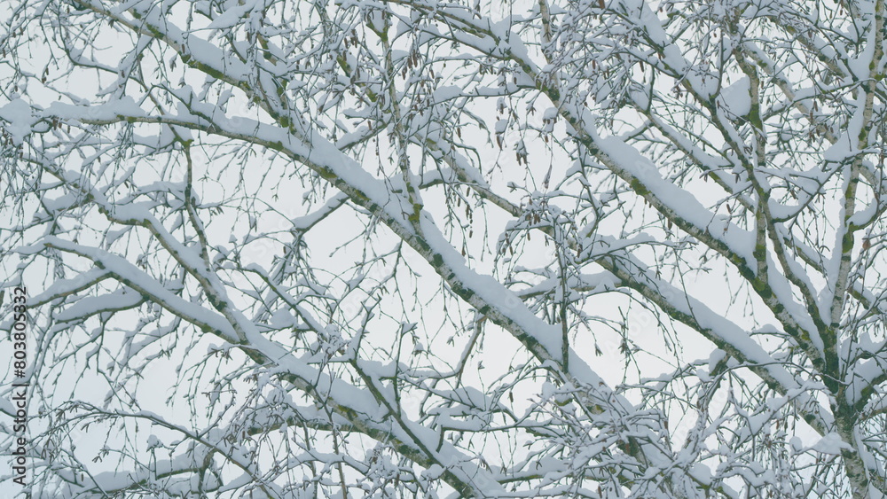 Obraz premium Beautiful Details On A Cold Winter Day. Winter Background Of Deciduous Forest.