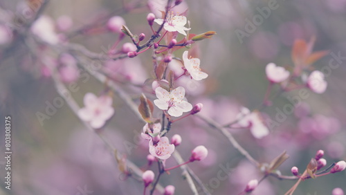 Warm Spring Day. Blossoming Cherry Plum Springtime Pink Flowers. Japanese Plum. © artifex.orlova