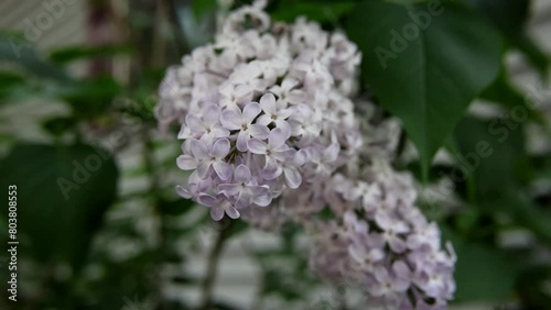 A close-up video of beautiful lilac flowers in full bloom. The fragrant purple clusters fill the frame, with dewdrops sparkling on their delicate petals.