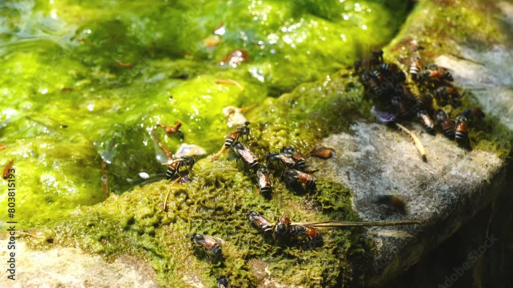 High angle view of honey bees flying, walking and drinking water in lotus basin full of green algae in summer season. High angle view of honey bees flying, walking and drinking water in lotus basin full of green algae in summer season.