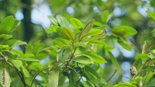 Green Magnolia Seed Pod Or Cone With Big Bright Leaves. Tree Of Family Magnoliaceae. Selective focus.