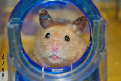 Syrian hamster peeks out of the window of his cage and smiles