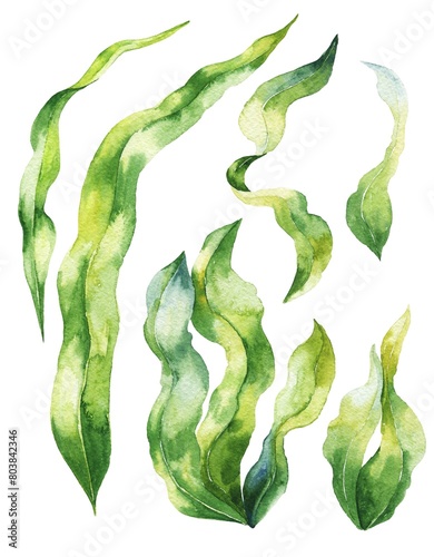 Laminaria algae watercolor illustration set (ID: 803842346)