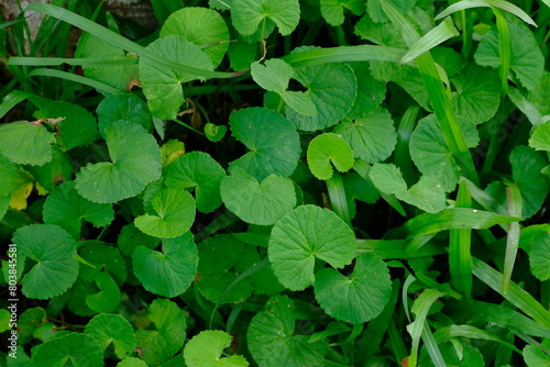 Gotu kola is a wild plant that grows in plantations and fields. This plant comes from tropical Asia, spread in Southeast Asia, Japan. Gotu kola overlay. Centella asiatica. Medicinal plants. Pegagan. 