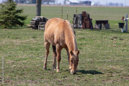 A beautiful golden brown horse eating grass grass inside a fenced area.