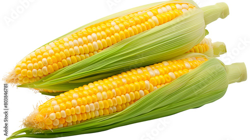shuked ear of corn. isolated on white background.