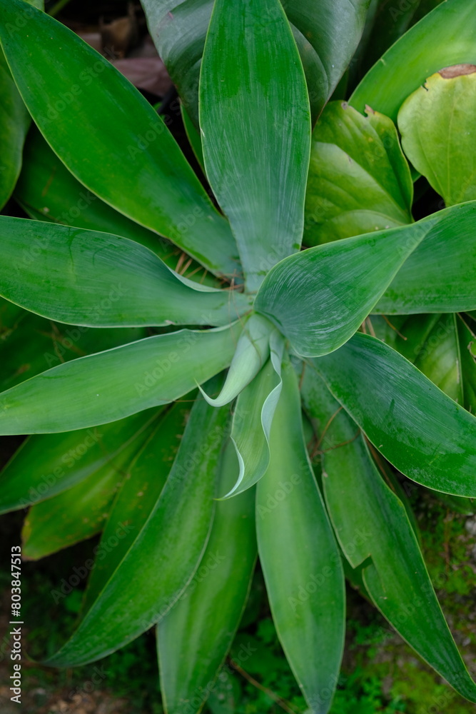 Agave attenuata is a species of flowering plant in the family Asparagaceae, commonly known as cyclone or lion's tail.