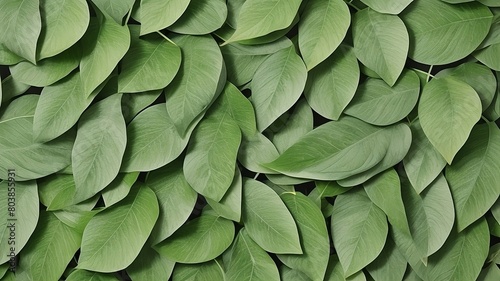 Top view of green host leaves. Nature background