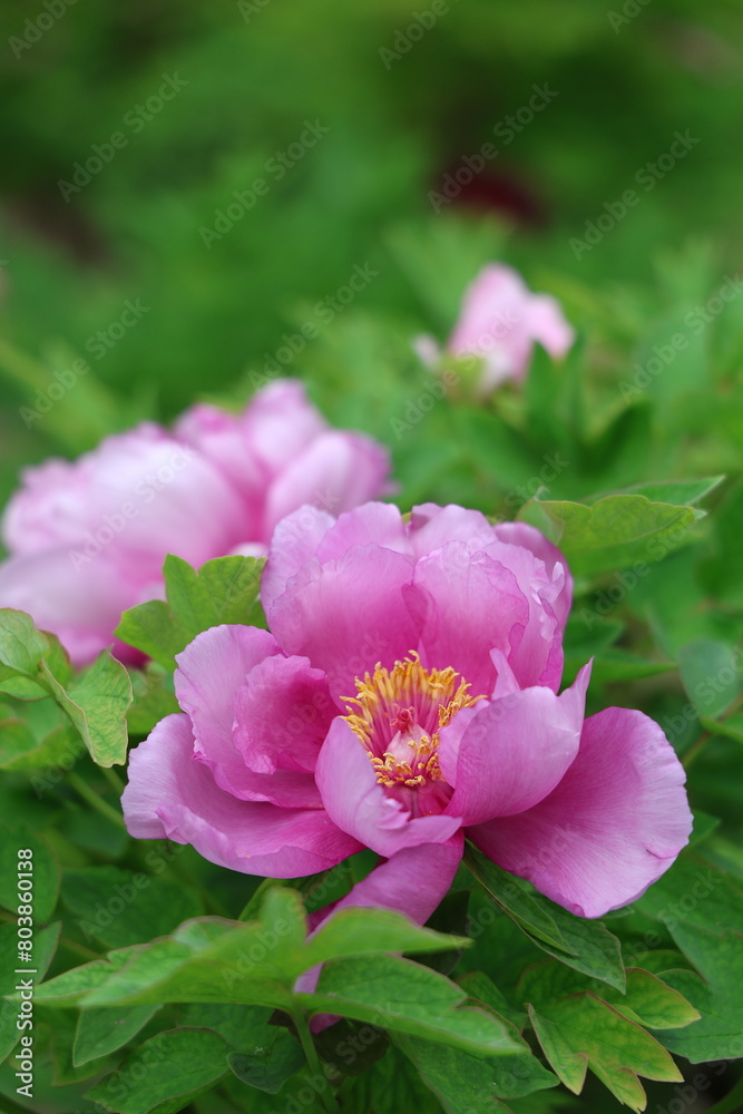 A purple peony flower in full bloom, photographed in Ditan Park, Beijing, China A purple peony flower in full bloom, photographed in Ditan Park, Beijing, China