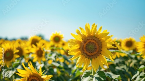 A sunflower field stretching towards the horizon under a clear summer sky.