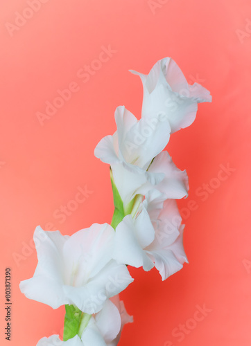 A single white flower with a green stem is the main focus of the image © Alla 